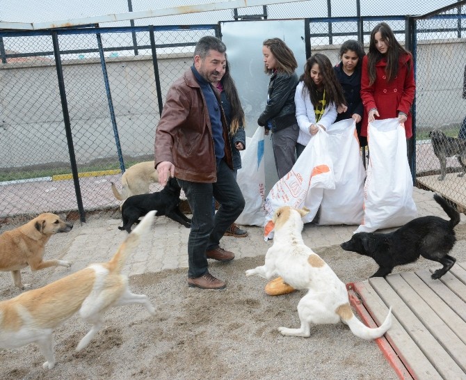 Rehabilitasyon Merkezi’nde kalan köpeklere ekmek