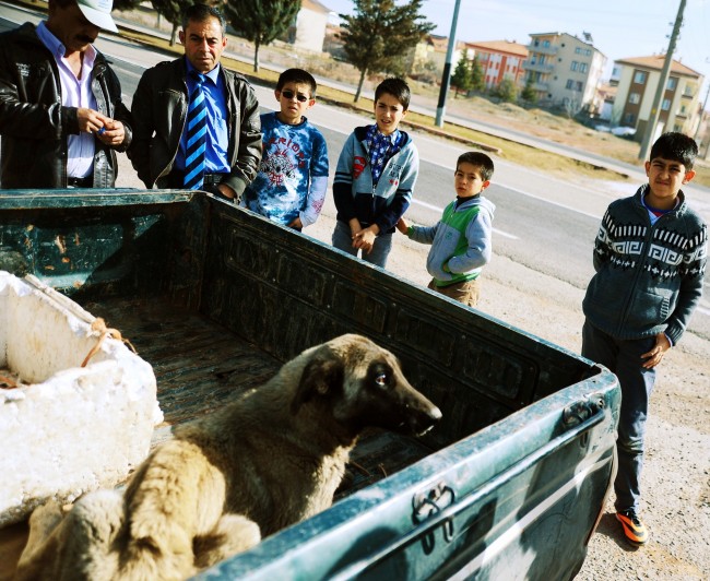 Otomobilin Çarptığı Köpek Kanala Düştü