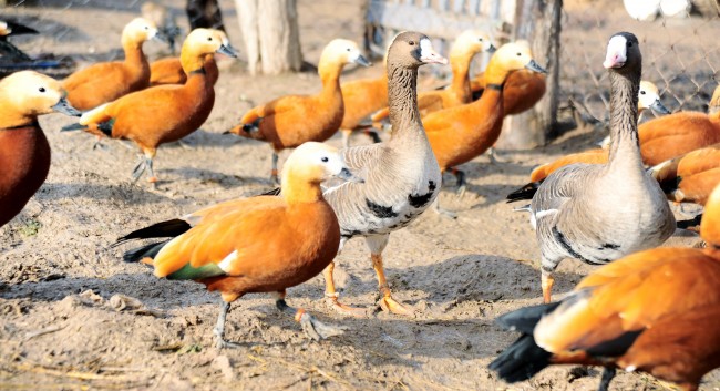 Yaralı Ördeklerden Etkilenip Hayvanat Bahçesi Kurdu