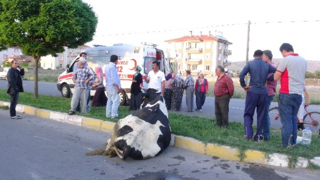 İneğini Yaralı Gören Kadın Fenalaştı