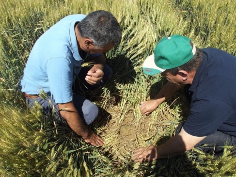 Aksaray’da Süne Mücadelesi Çalışmaları