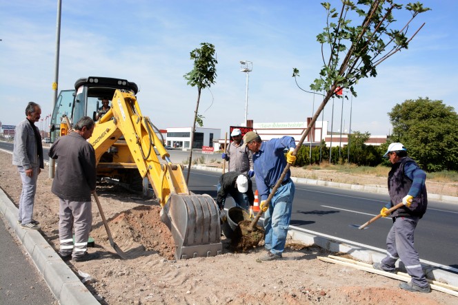 E-90 Karayolu Orta Refüjüne 1500 Çınar Ağacı Dikiyor