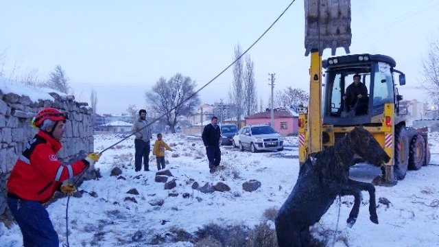 Foseptik Çukuruna Düşen Tayı Kurtarma Operasyonu