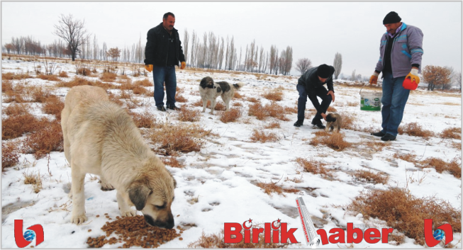 Aksaray Belediyesi Sokak Hayvanlarını Unutmadı