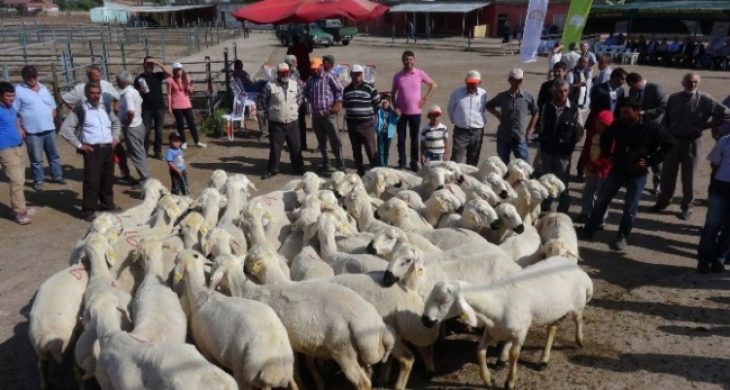 30 Üreticiye Yüzde 80 Hibeli 137 Koç Dağıtıldı