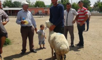 481 Damızlık Koç Üreticilere Dağıtıldı