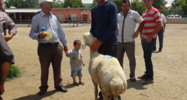 481 Damızlık Koç Üreticilere Dağıtıldı