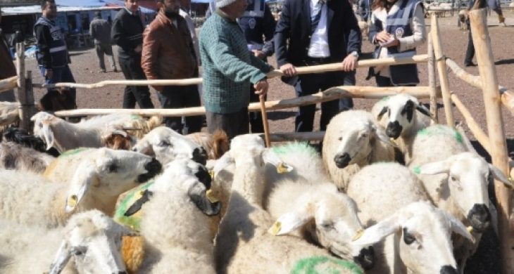 Kurban Bayramında Koç Kesin Çağrısı