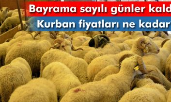 Kurban fiyatları el yakıyor