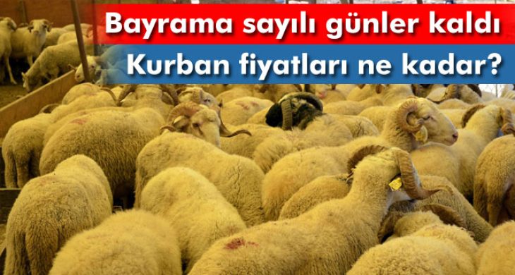 Kurban fiyatları el yakıyor