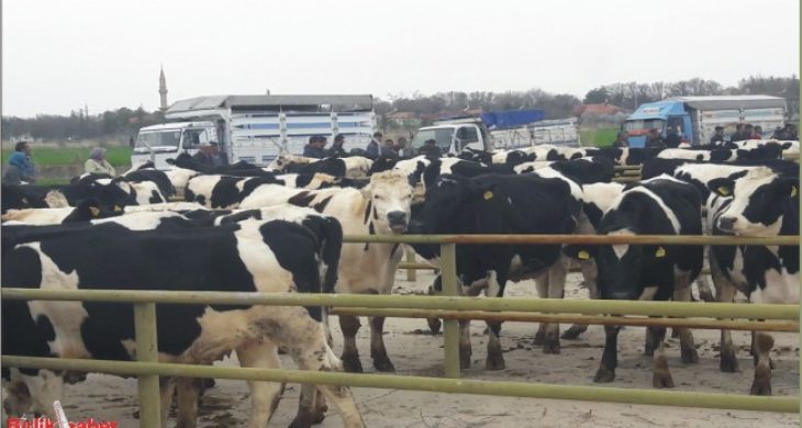 37 üretici aileye 2’şer baş Holstein ırkı gebe düve ve yem dağıtıldı