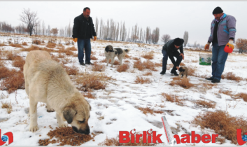 Aksaray Belediyesi Sokak Hayvanlarını Unutmadı