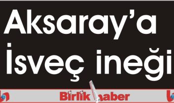 Aksaray’a İsveç ineği