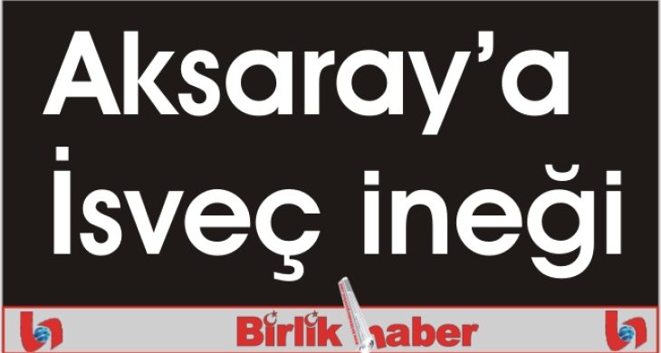 Aksaray’a İsveç ineği