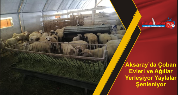 Aksaray’da Çoban Evleri ve Ağıllar Yerleşiyor Yaylalar Şenleniyor