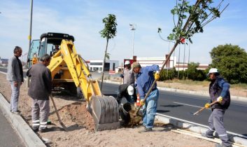 E-90 Karayolu Orta Refüjüne 1500 Çınar Ağacı Dikiyor