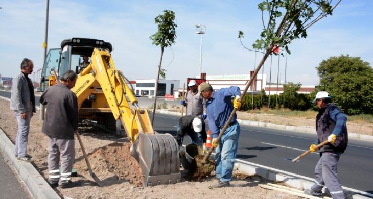 E-90 Karayolu Orta Refüjüne 1500 Çınar Ağacı Dikiyor