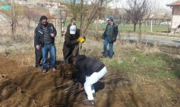 Ekecik Yol Boyunda 150 Yakın Fidan Dikildi