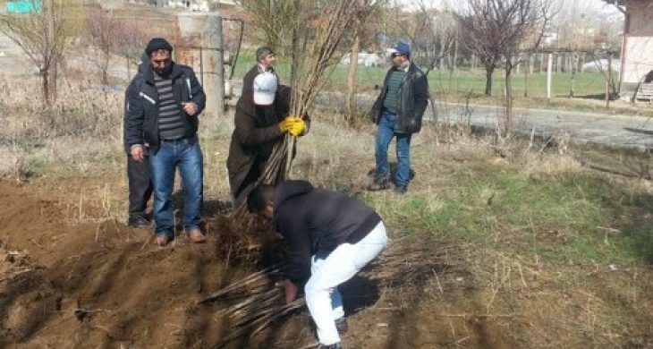 Ekecik Yol Boyunda 150 Yakın Fidan Dikildi