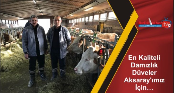 En Kaliteli Damızlık Düveler Aksaray’ımız İçin…