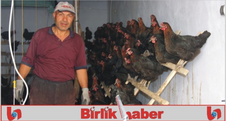 Hobi olarak başladı, tavuk çiftliği kurdu