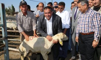 Aksaray’da küçükbaş hayvan sayısında önemli artış sağlandı