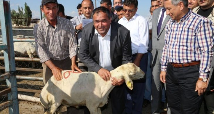 Aksaray’da küçükbaş hayvan sayısında önemli artış sağlandı