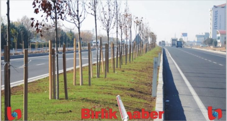 Konya Yolu orta refüjü ağaçlandırması tamamlandı