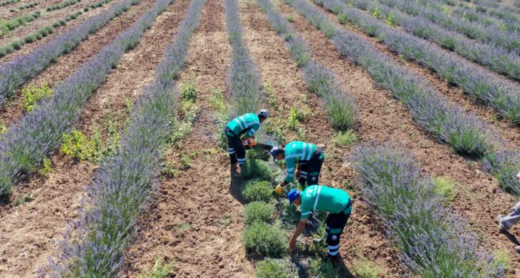 Aksaray Belediyesi Lavanta Bahçesinde Hasat Başladı