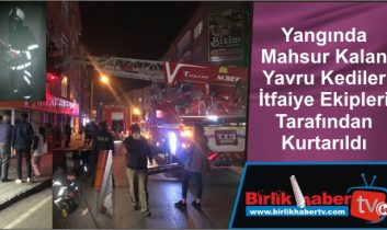 Yangında Mahsur Kalan Yavru Kediler İtfaiye Ekipleri Tarafından Kurtarıldı