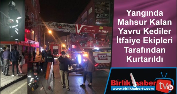 Yangında Mahsur Kalan Yavru Kediler İtfaiye Ekipleri Tarafından Kurtarıldı