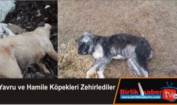 Yavru ve Hamile Köpekleri Zehirlediler