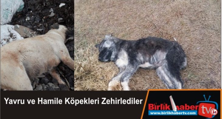 Yavru ve Hamile Köpekleri Zehirlediler