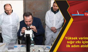 Yüksek verimli sığır ırkı için ilk adım atıldı