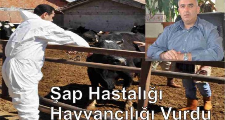 Şap Hastalığı Hayvancılığı Vurdu