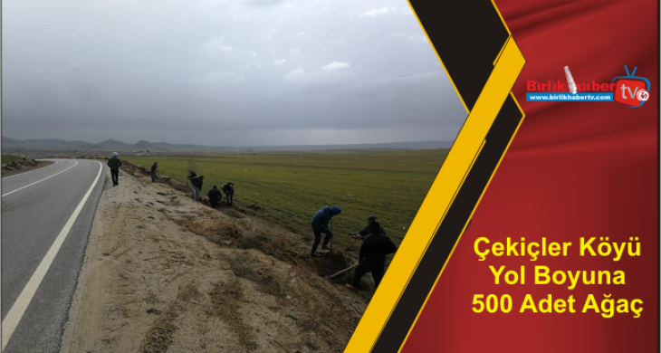 Çekiçler Köyü Yol Boyuna 500 Adet Ağaç