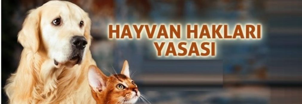 Hayvanları Koruma Yönetmeliğinde Değişiklik