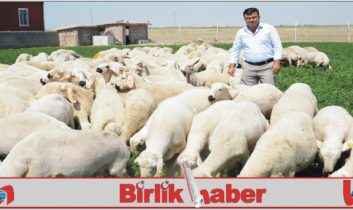 Kurban Bayramı’nda küçükbaş hayvan alın tavsiyesi