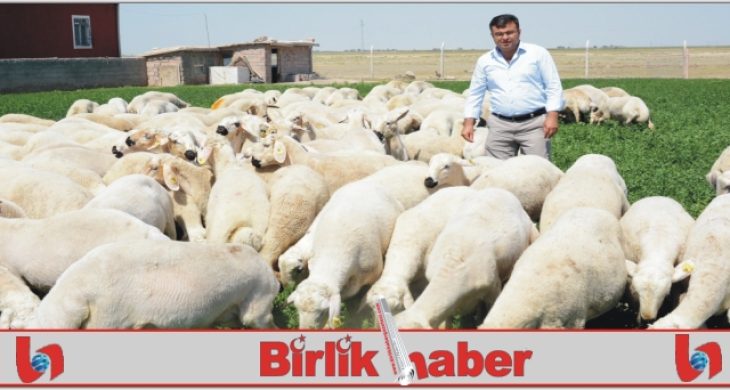 Kurban Bayramı’nda küçükbaş hayvan alın tavsiyesi